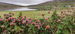 Reyðsmæra Trifolium hybrid