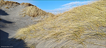 Sandsmarhálmur (Ammophila arenaria (L.) Link) (Psamma arenaria (L.) Roem. et Schult.)