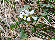 Sandoy 09.04.2025