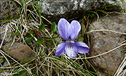 Fjallablákolla / Viola canina L. subsp. montana (L.) Hartm.)