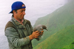 Herman ringmerkir líra í Skúgvi í 1998 / Herman ringing Manx Shearwater youngs in Skúvoy in 1998