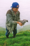 Herman ringmerkir líra í Skúgvi í 1998 / Herman ringing Manx Shearwater youngs in Skúvoy in 1998