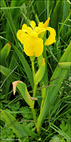 Mækja / Iridaceae pseudacorus L. Skúvoy 