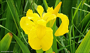 Mækja / Iridaceae pseudacorus L. Skúvoy
