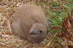 Skgvapisa / Stercorarius skua