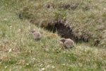 Skúgvapisur / Stercorarius skua, Skúvoy 23.06.2012