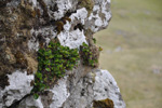 Urtapílur / Salix herbacea