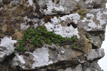 Urtapílur / Salix herbacea, Skúvoy 23.06.2012