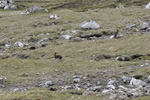 Harur / Hares, Skúvoy 23.06.2012