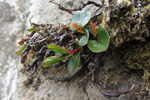 Urtapílur / Salix herbacea, Skúvoy 23.06.2012