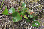 Urtapílur / Salix herbacea, Skúvoy 23.06.2012