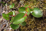 Urtapílur / Salix herbacea