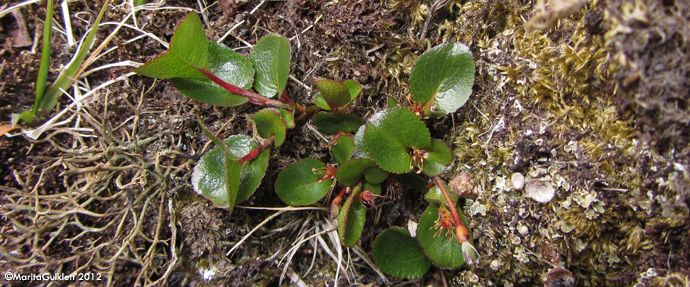 Urtapílur / Salix herbacea, Skúvoy 23.06.2012