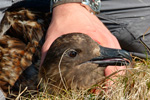 Skúgvur / Stercorarius skua, Skúvoy 29.05.2013