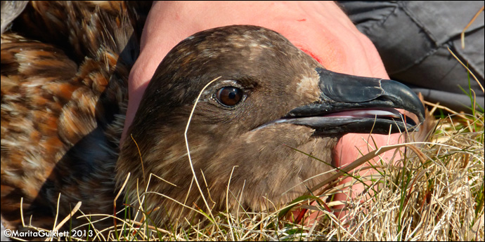 Skúgvur / Stercorarius skua, Skúvoy 29.05.2013