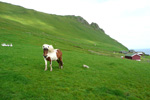 Greðingur í Stóra Dímun / Male horse in Stóra Dímun 07.08.2010