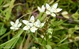 Stjørnusteinbrot / Saxifraga stellaris