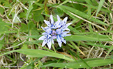 Várblálilja (Scilla verna), Suðuroy 31.05.2014