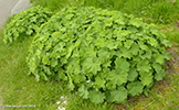 Garðaskøra (Alchemilla mollis), Tvøroyri, Suðuroy 31.05.2014