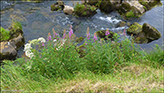 Sigurskvur / Epilobium angustifolium L. (Chamaenerion angustifolium (L.) Scop.)