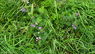 Garakrkja / Vicia sepium L. 