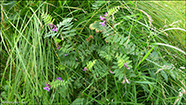 Garakrkja / Vicia sepium L. 