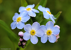 Skriðhoylús (Myosotis secunda) A. Murray (M. repens Don)