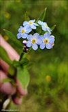 Skrihoyls (Myosotis secunda) A. Murray (M. repens Don)