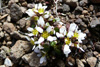 Læknaeirisgras / Cochlearia officinalis.