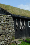 Drying the young grey gannet chicks