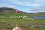 Føroyskur klokkulyngur / Erica cinerea, Svínoy 13.08.2009