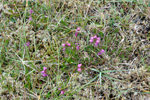 Føroyskur klokkulyngur / Erica cinerea, Svínoy 13.08.2009