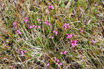 Føroyskur klokkulyngur / Erica cinerea, Svínoy 13.08.2009