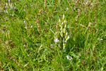 Íslendskt loppugras / Gentaniella campestris, Svínoy 13.08.2009