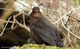 Kvørkveggjubøga (Turdus merula ♀) Tórshavn 27.03.2016