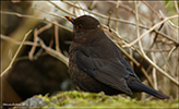 Kvørkveggjubøga (Turdus merula ♀) Tórshavn 27.03.2016