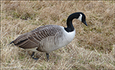 Canadagás (Branta canadensis), Tórshavn 27.03.2016