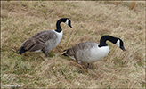 Canadagás (Branta canadensis), Tórshavn 27.03.2016