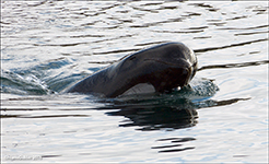 Long-finned pilot whale / Globicephala melas, Streymoy 01.06.2016