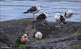 Tórshavn 23.06.2016