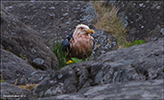 Tórshavn 23.06.2016