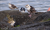 Tórshavn 23.06.2016