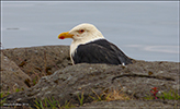 Larus marinus