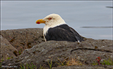 Larus marinus