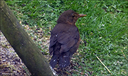 Kvørkveggja (Turdus merula)