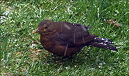 Kvørkveggja (Turdus merula)