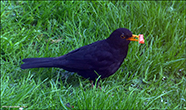 Kvørkveggja (Turdus merula)