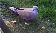 Turkadúgva (Streptopelia decaocto)