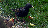 Stari (Sturnus vulgaris faroeensis )