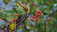 Seljuroynir / Sorbus intermedia